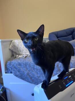 Rescue Domestic Short Hair Cats for Adoption in Webster Groves, Missouri - Cuckoo | PetCurious