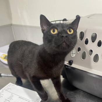 Domestic Short Hair Cats Available for Adoption - Annie | PetCurious