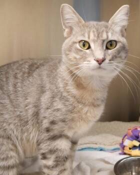 Hermes -  Domestic Short Hair Cat for Adoption in Fishers, Indiana - Hermes | PetCurious