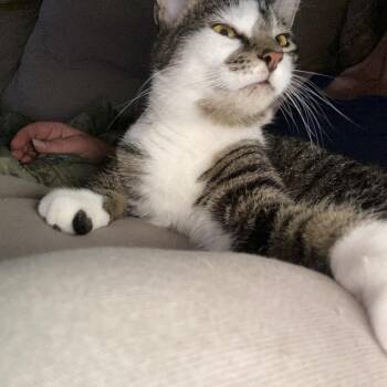 Wendy -  Domestic Short Hair Cat Available for Adoption in Union, Missouri - Wendy | PetCurious