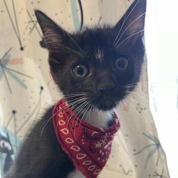 Spirit -  Domestic Short Hair Cat for Adoption in Port Charlotte, Florida - Spirit | PetCurious