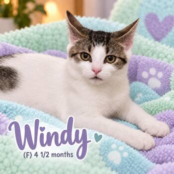 Windy -  Domestic Short Hair Cat for Adoption in Southbury, Connecticut - Windy | PetCurious