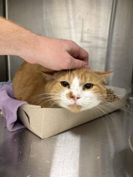 CHEEBS -  Domestic Short Hair Cat for Adoption in Indianapolis, Indiana - CHEEBS | PetCurious