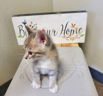 Rescue American Shorthair Cats for Adoption in Bartlesville, Oklahoma - Lolly | PetCurious