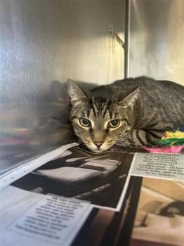 Domestic Short Hair Cats Available for Adoption in Largo, Florida - Russell | PetCurious