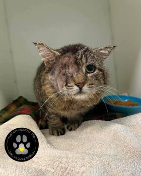Nick -  Domestic Short Hair Cat for Adoption in Delson, Quebec - Nick | PetCurious