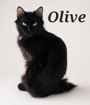 Domestic Medium Hair Cats Available for Adoption in Monroeville, Pennsylvania - Olive | PetCurious