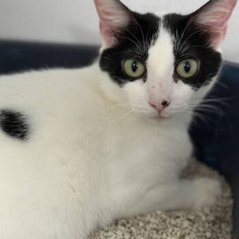 Ariel -  Domestic Short Hair Cat for Adoption in Columbia, South Carolina - Ariel | PetCurious