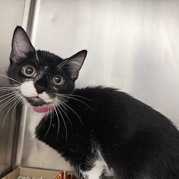 Diva -  Domestic Short Hair Cat for Adoption in Brentwood, Missouri - Diva | PetCurious
