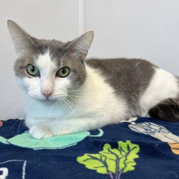 Nugget -  Domestic Short Hair Cat for Adoption in Fort Wayne, Indiana - Nugget | PetCurious