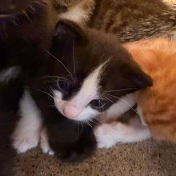 Fog -  Domestic Short Hair Cat for Adoption in Philadelphia, Pennsylvania - Fog | PetCurious