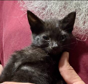 Rescue American Shorthair Cats for Adoption in Grand Prairie, Texas - PEYTON | PetCurious