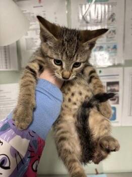 Domestic Short Hair Cats Available for Adoption in Picayune, Mississippi - Lays | PetCurious