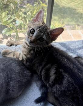 Zuko -  Tabby and Domestic Short Hair Cat for Adoption in Dallas, Texas - Zuko | PetCurious