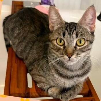 Lena -  Domestic Short Hair Cat for Adoption in Orangevale, California - Lena | PetCurious