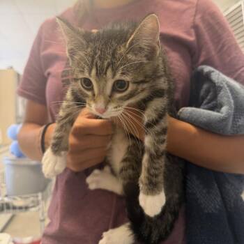 Meloxicam (26-2Y-1) -  Domestic Short Hair Cat for Adoption in Rifle, Colorado - Meloxicam (26-2Y-1) | PetCurious