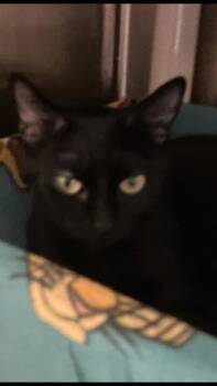 Domestic Short Hair Cats Available for Adoption in Venice, Florida - Shana | PetCurious