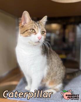 Domestic Short Hair Cats Available for Adoption - Caterpillar | PetCurious