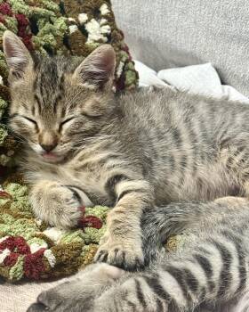 Shuka (bonded with Soba) -  Domestic Short Hair Cat for Adoption in San Francisco, California - Shuka (bonded With Soba) | PetCurious