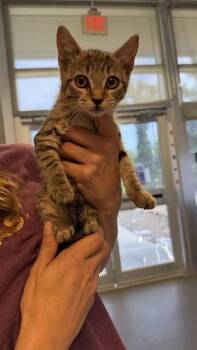 BRIE -  Domestic Medium Hair Cat for Adoption in Jacksonville, Florida - BRIE | PetCurious