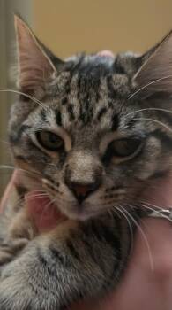 Junie Bug, Goose & Duckie -  Domestic Short Hair Cat for Adoption in San Luis Obispo, California - Junie Bug, Goose & Duckie | PetCurious