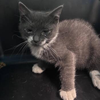 Meecho -  Domestic Short Hair Cat for Adoption in Philadelphia, Pennsylvania - Meecho | PetCurious