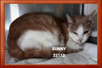 SUNNY -  Domestic Short Hair Cat for Adoption in Marietta, Georgia - SUNNY | PetCurious