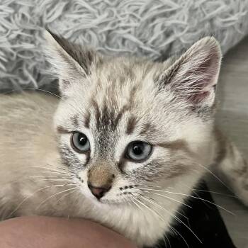 Lani -  Siamese Cat for Adoption in Santa Ana, California - Lani | PetCurious