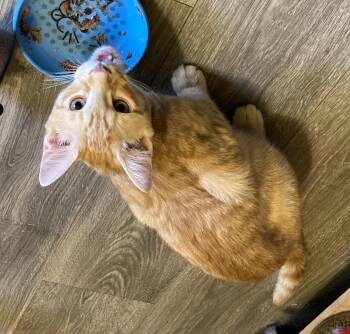 Domestic Short Hair Cats Available for Adoption - Ori | PetCurious