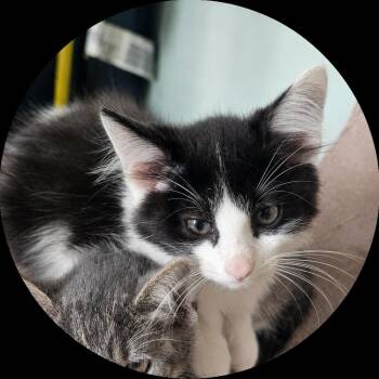 Air Jordan -  Domestic Medium Hair Cat for Adoption in Dallas, Texas - Air Jordan | PetCurious