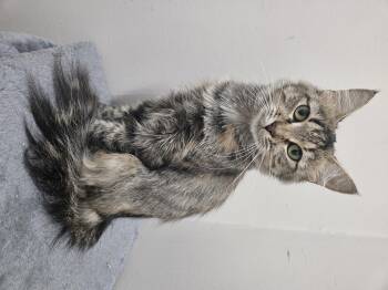 Rescue Tabby Cats for Adoption in Plainsboro Township, New Jersey - Autumn | PetCurious