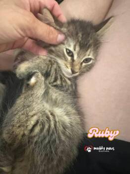Ruby -  Tabby Cat for Adoption in Council Bluffs, Iowa - Ruby | PetCurious