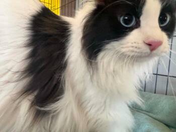 Sam -  Domestic Long Hair Cat for Adoption in Ogden, Utah - Sam | PetCurious