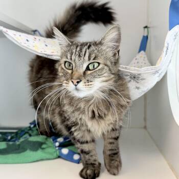 Domestic Medium Hair Cats Available for Adoption - Arya Stark | PetCurious