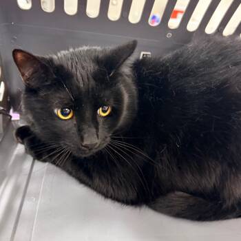 Domestic Short Hair Cats Available for Adoption - Niko | PetCurious