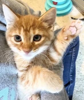 Domestic Short Hair Cats Available for Adoption in Rochester, Indiana - Maverick | PetCurious