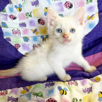 Grasshopper -  Domestic Short Hair Cat Available for Adoption in Mt. Juliet, Tennessee - Grasshopper | PetCurious