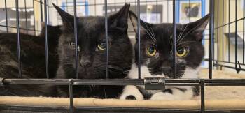 Domestic Short Hair Cats Available for Adoption in Dublin, Ohio - Petunia | PetCurious