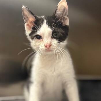 Brisket -  Domestic Short Hair Cat for Adoption in Jacksboro, Tennessee - Brisket | PetCurious