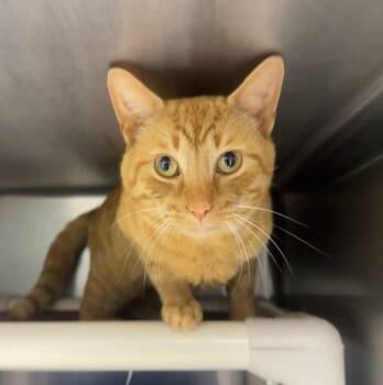 Thicky Nicky -  Domestic Short Hair Cat for Adoption in Marion, Ohio - Thicky Nicky | PetCurious