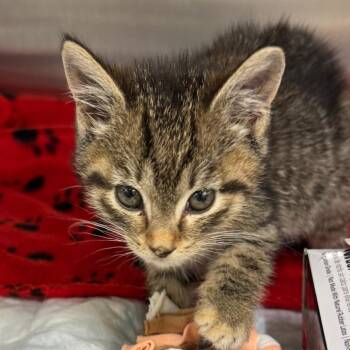 Domestic Short Hair Cats Available for Adoption - Ciara | PetCurious