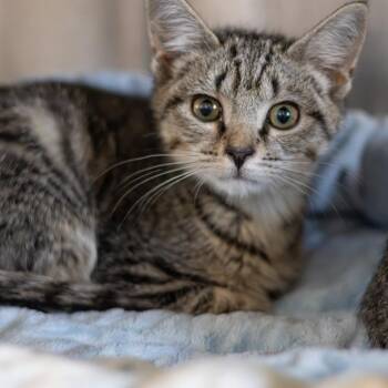 Ricky -  Domestic Short Hair Cat for Adoption in Wilmington, Delaware - Ricky | PetCurious