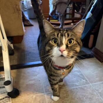 Pinky -  American Shorthair Cat for Adoption in Rochester, Minnesota - Pinky | PetCurious
