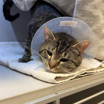 Sashimi -  Domestic Short Hair Cat for Adoption in Pittsburgh, Pennsylvania - Sashimi | PetCurious
