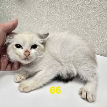 Vera -  Domestic Short Hair Cat for Adoption in Los Angeles, California - Vera | PetCurious