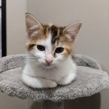 Domestic Short Hair Cats Available for Adoption - Darla | PetCurious