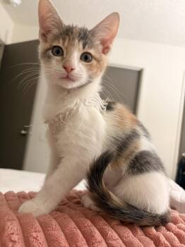 Peaches Napa -  Calico Cat for Adoption in Napa, California - Peaches Napa | PetCurious