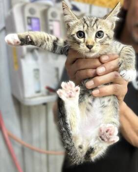 Texas -  Domestic Short Hair Cat for Adoption in Colorado Springs, Colorado - Texas | PetCurious