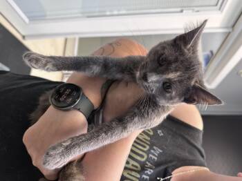 Honey -  Domestic Short Hair Cat for Adoption in Dyersburg, Tennessee - Honey | PetCurious