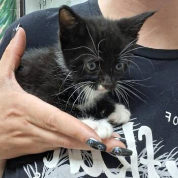 Zipper -  Domestic Short Hair Cat for Adoption in Leander, Texas - Zipper | PetCurious